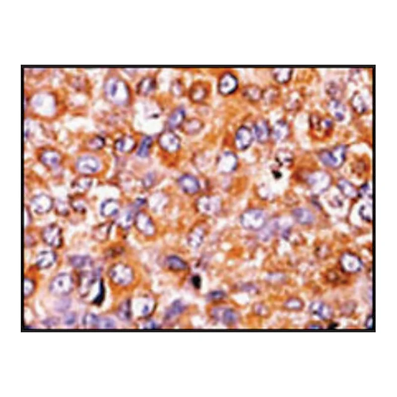 Merck Anti-Phospho-MYT1-T495 antibody produced in rabbit