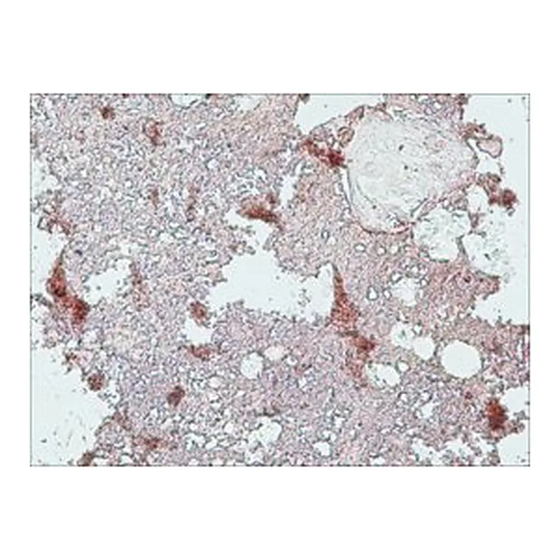 Merck MONOCLONAL ANTI-COLLAGEN, TYPE X ANTIBO&