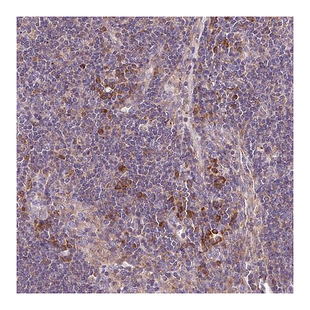 Merck Anti-RPL13 antibody produced in rabbit