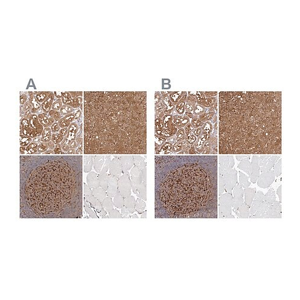 Merck Anti-LAP3 antibody produced in rabbit
