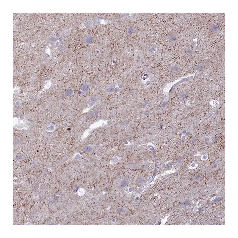 Merck Anti-GAD2 antibody produced in rabbit