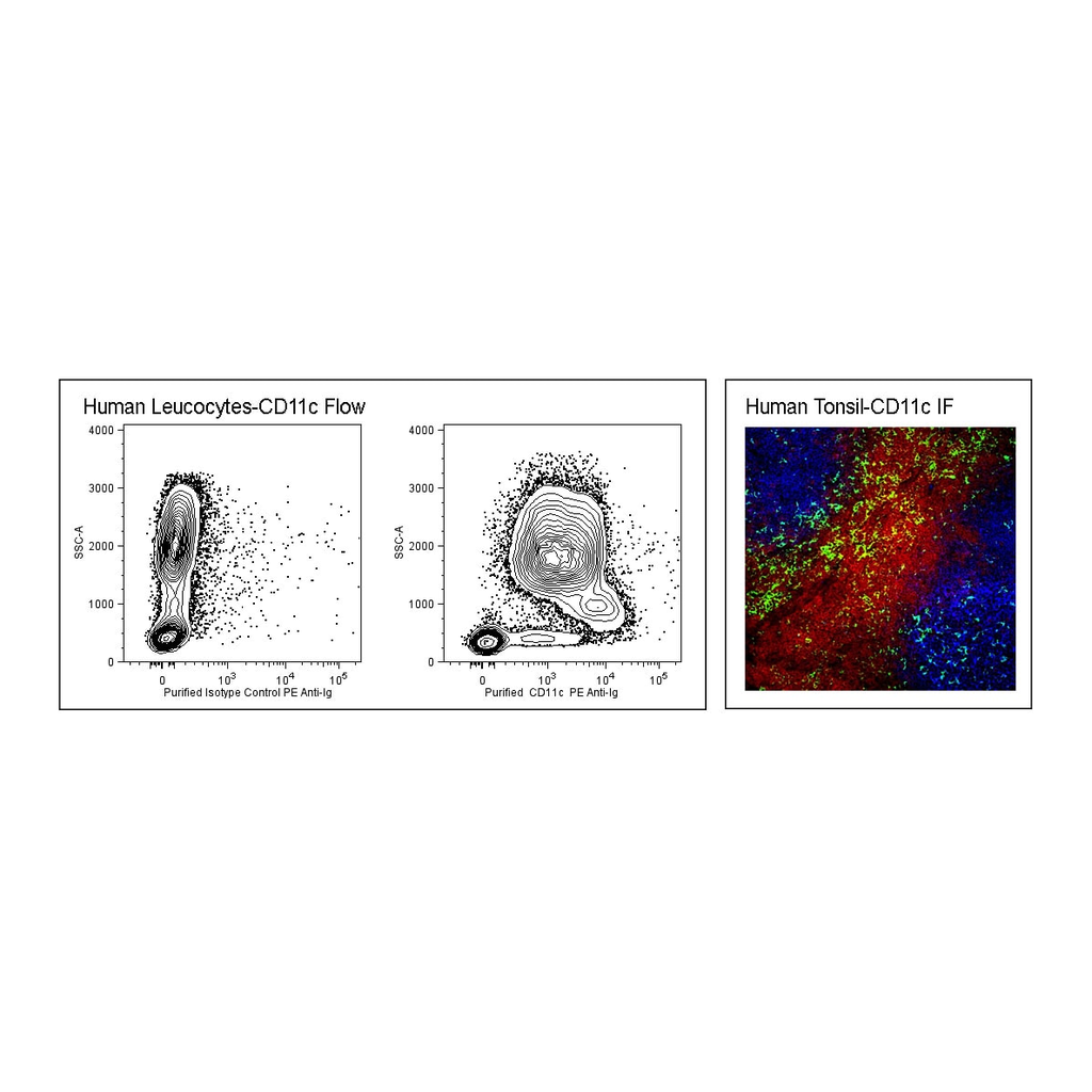 BD Purified Mouse Anti-Human CD11c