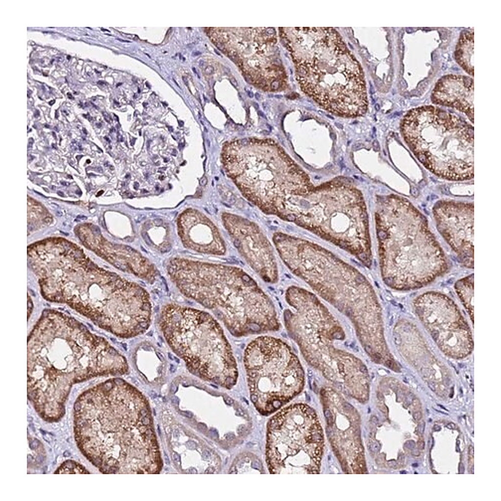 Merck Anti-ALG3 antibody produced in rabbit