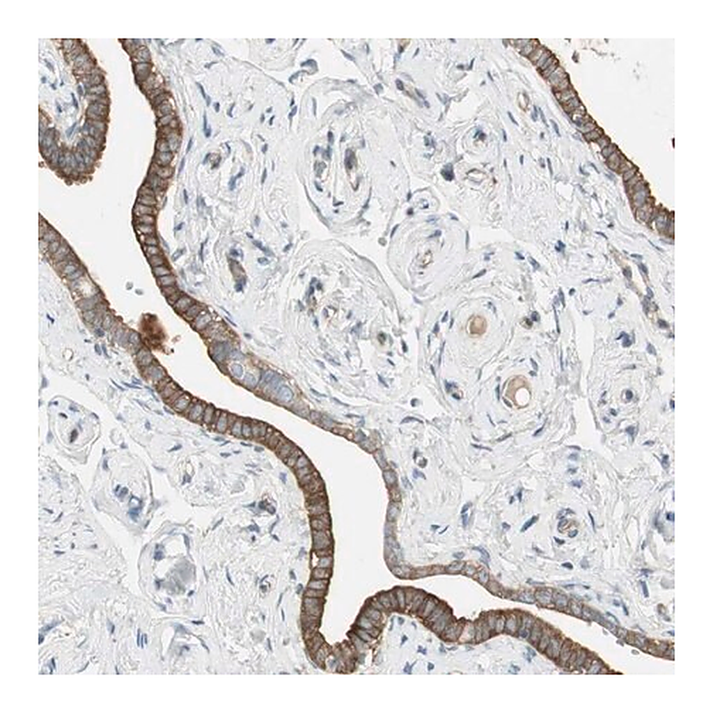 Merck Anti-STON1 antibody produced in rabbit