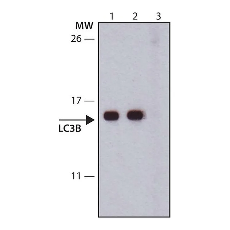 Merck Anti-LC3B antibody, Mouse monoclonal