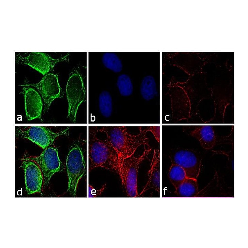 Thermo Fisher Scientific Goat anti-Mouse IgG (H+L) Secondary Antibody, FITC