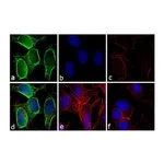 Thermo Fisher Scientific Goat anti-Mouse IgG (H+L) Secondary Antibody, FITC