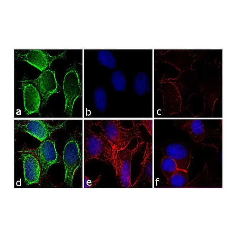 Thermo Fisher Scientific Goat anti-Mouse IgG (H+L) Secondary Antibody, FITC