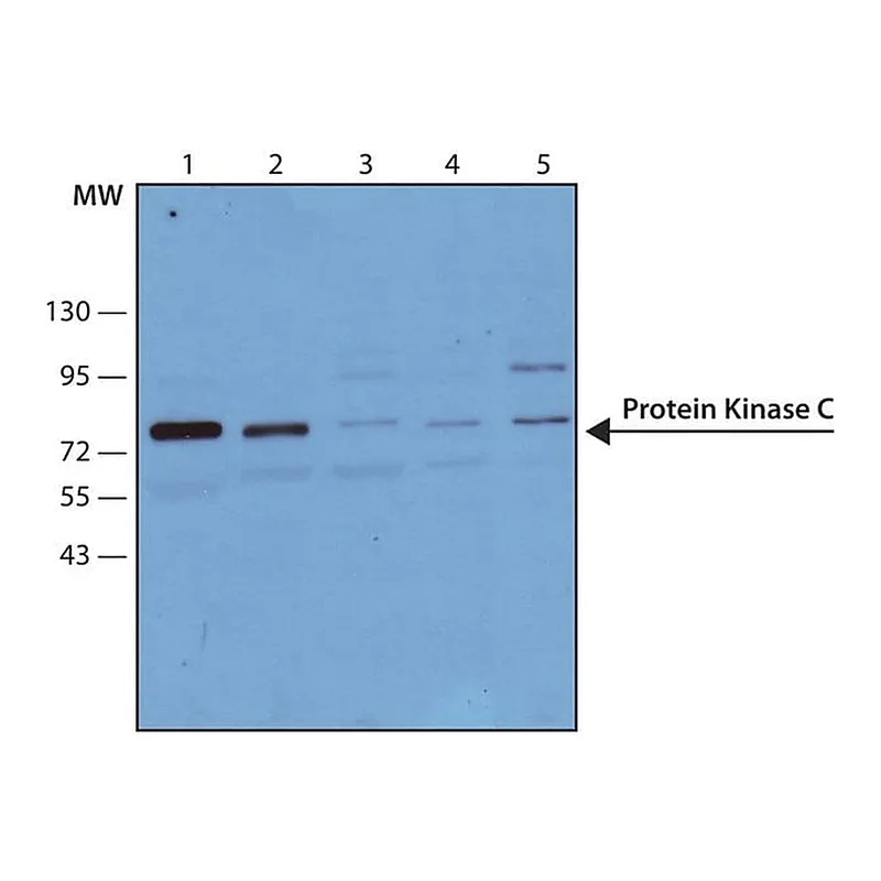 Merck Monoclonal Anti-Protein Kinase C (PKC) antibody produced in mouse