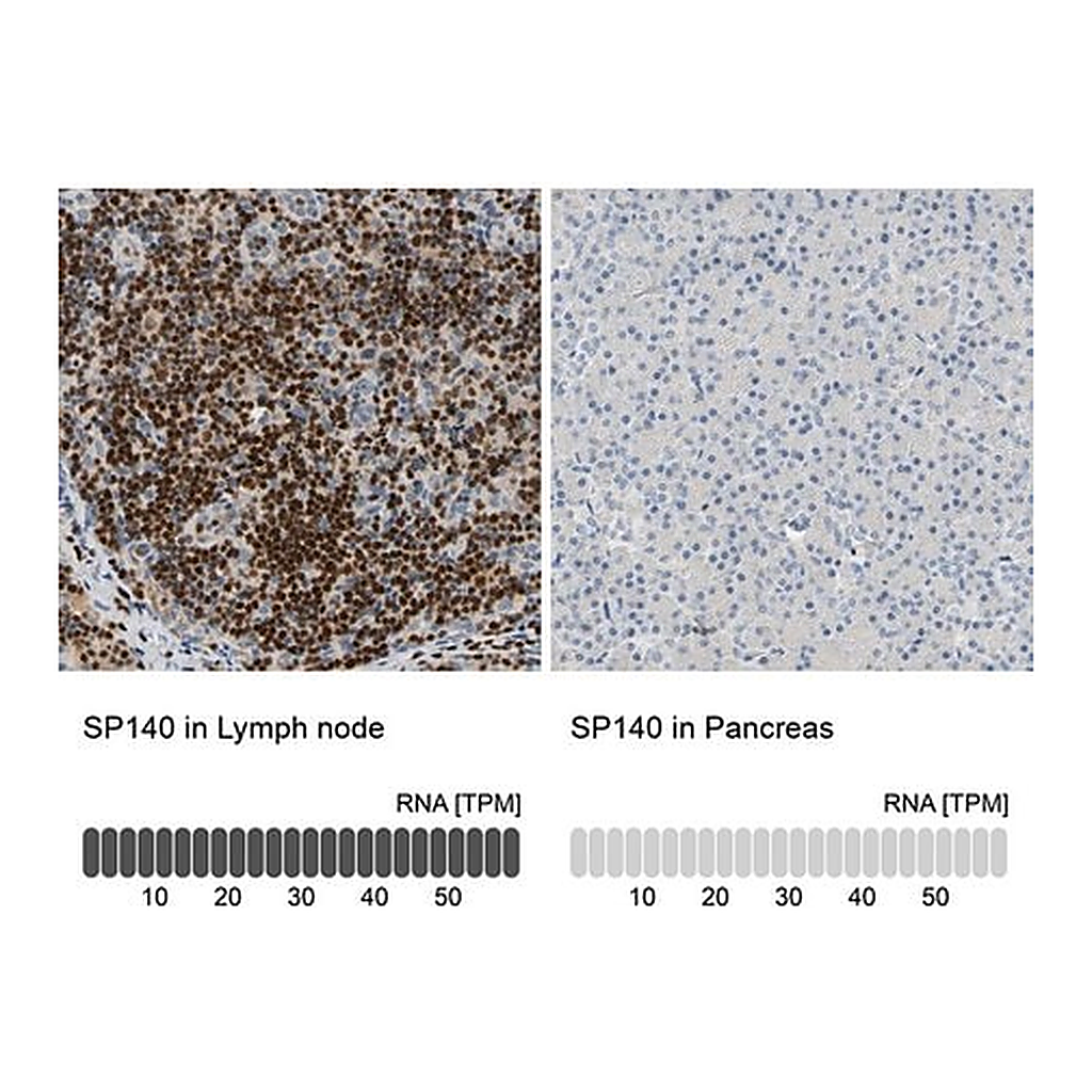 Merck Anti-SP140 antibody produced in rabbit