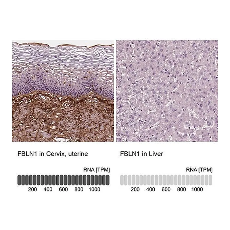 Merck Monoclonal Anti-FBLN1 antibody produced in mouse