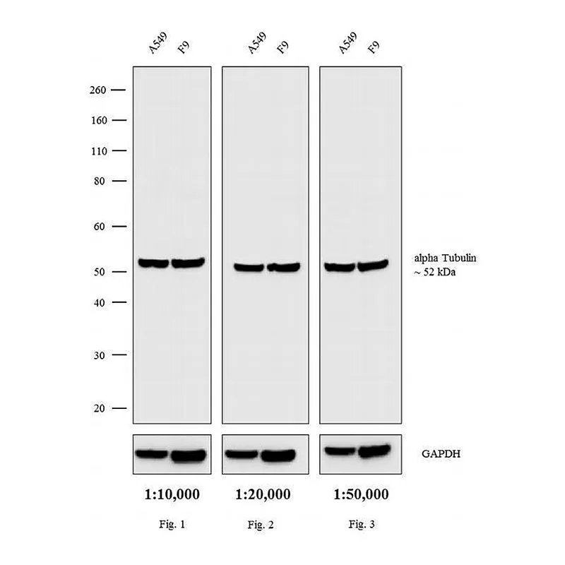 Thermo Fisher Scientific Goat anti-Rat IgG (H+L) Secondary Antibody, Biotin