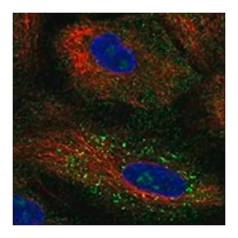 Merck Anti-RRP12 antibody produced in rabbit
