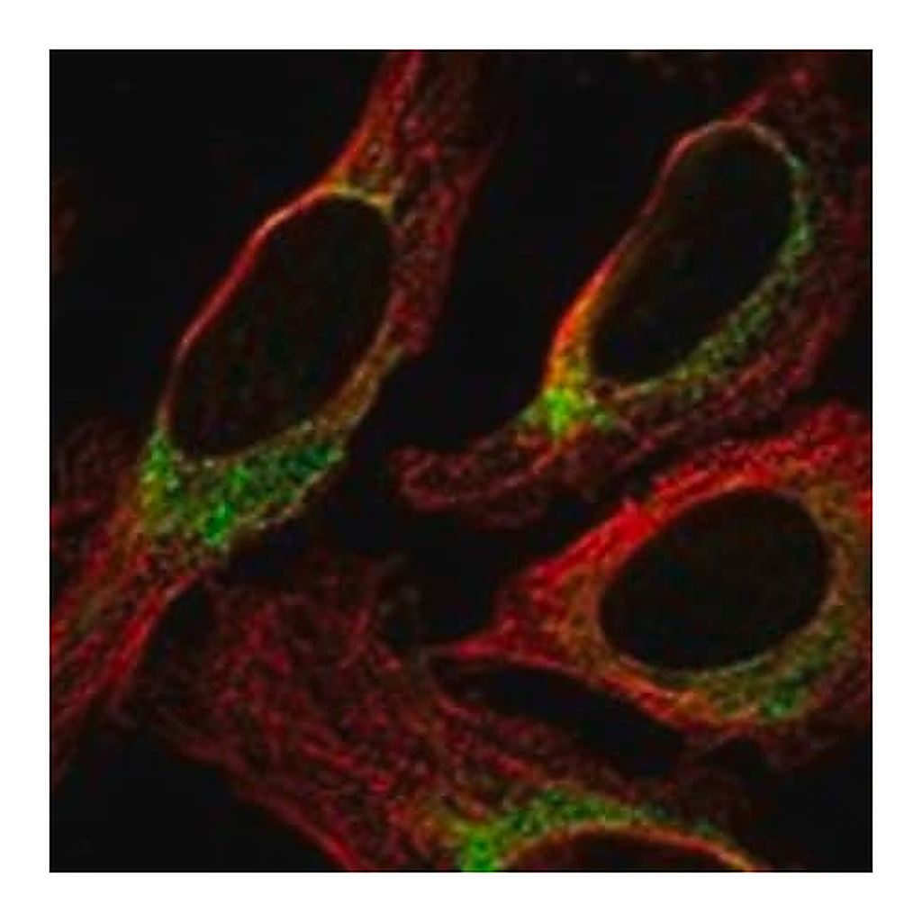 Merck Anti-NINJ2 antibody produced in rabbit