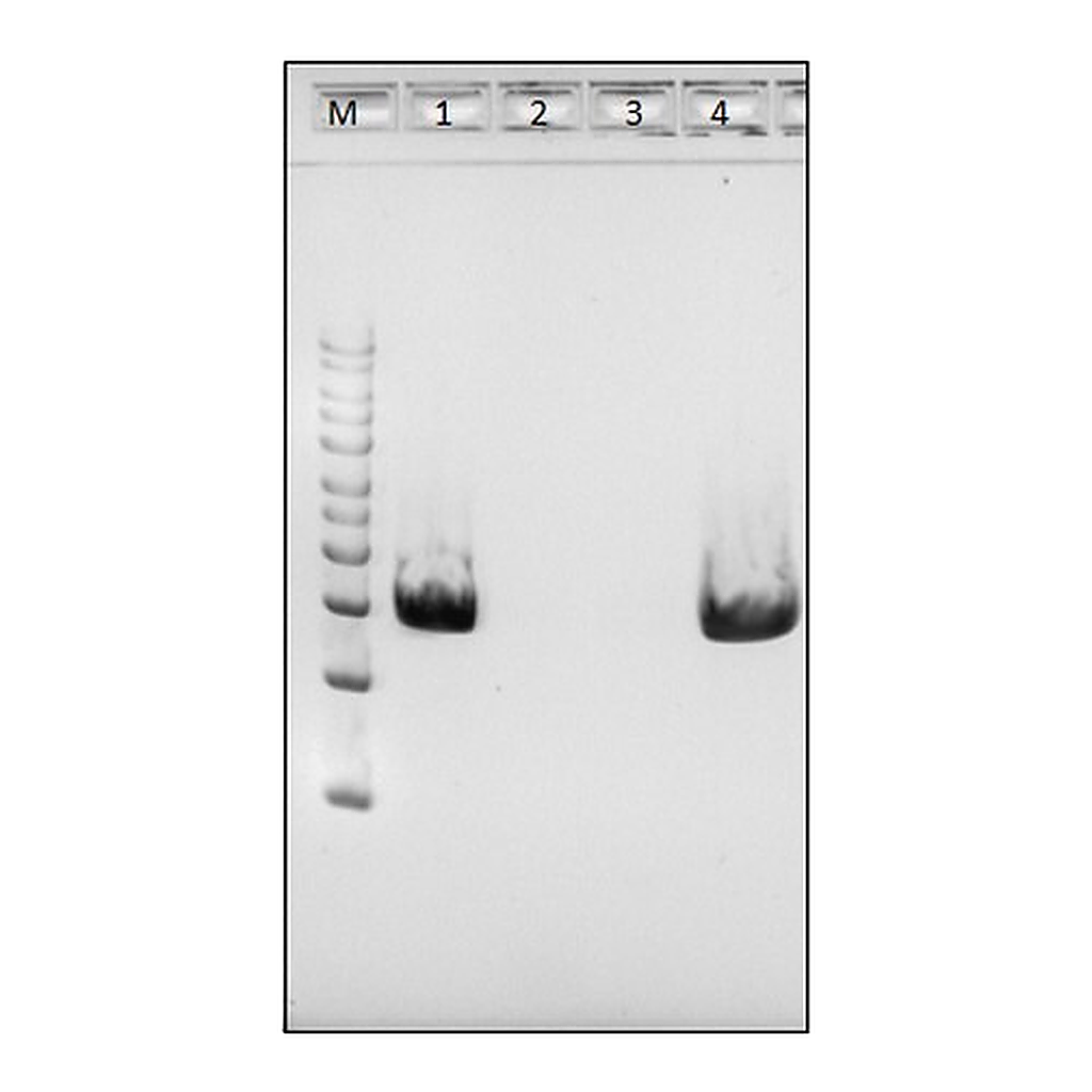 Merck MetaPolyzyme, DNA free