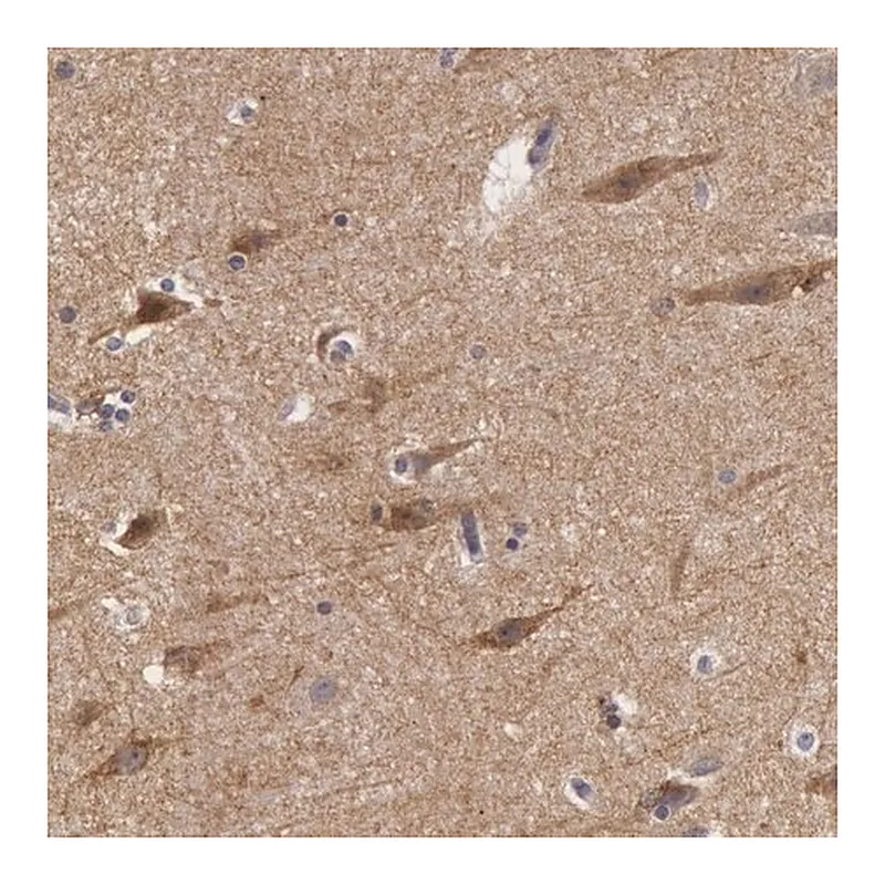 Merck Anti-NLGN4X antibody produced in rabbit