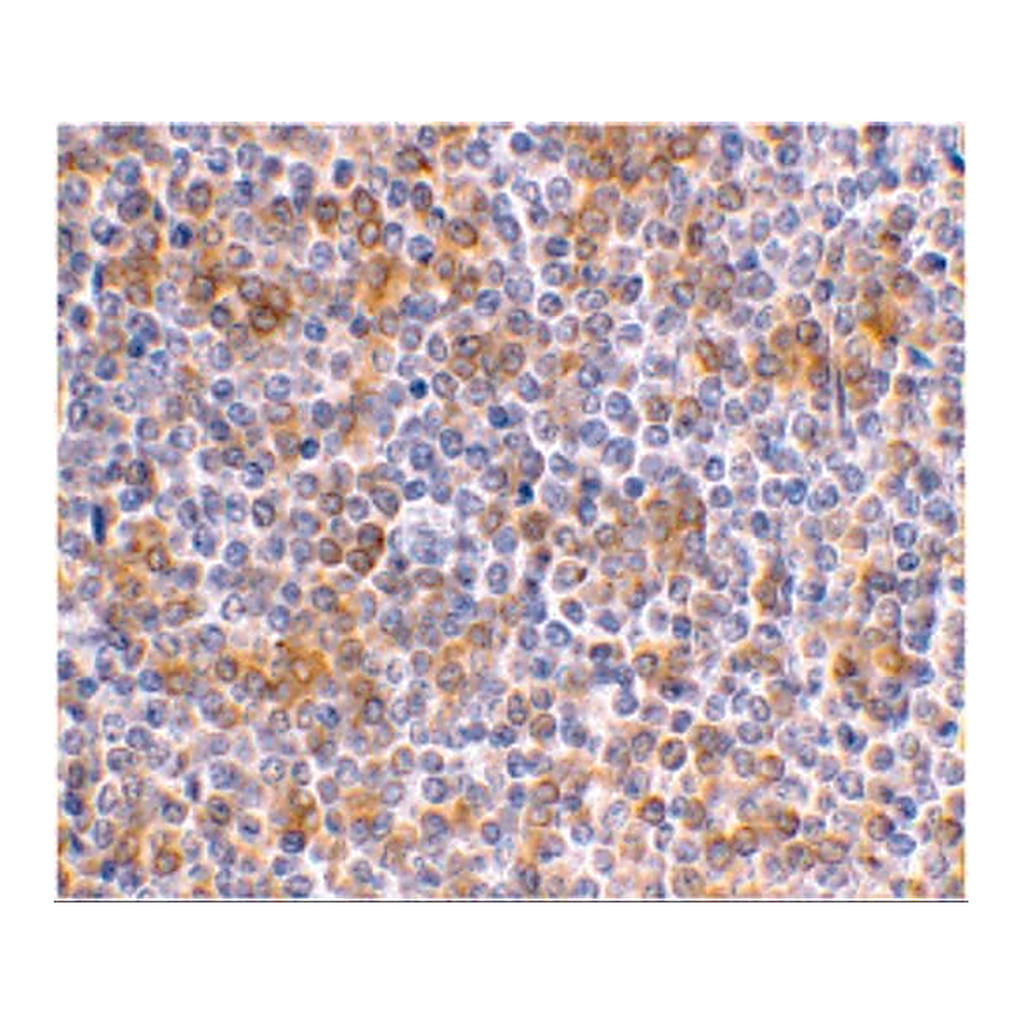 Merck Anti-APOBEC3G antibody produced in rabbit