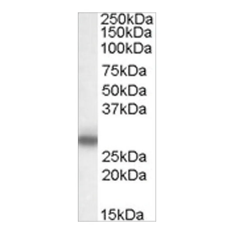 Merck Anti-Myelin Protein Zero antibody produced in goat