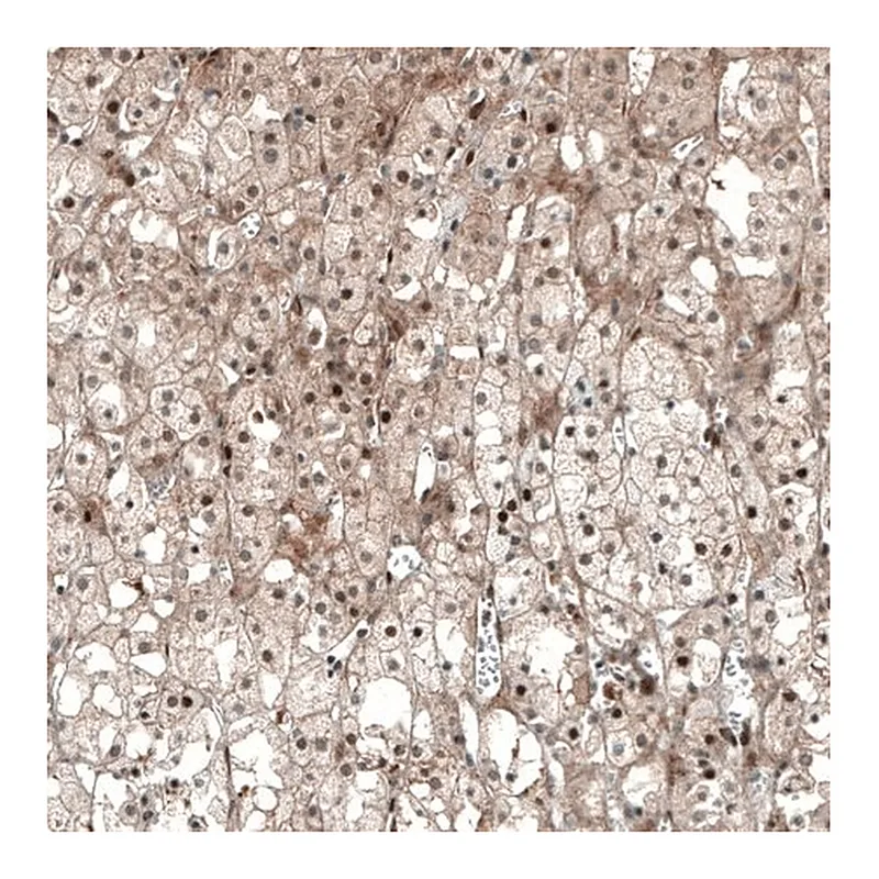 Merck Monoclonal Anti-NR5A1 antibody produced in mouse