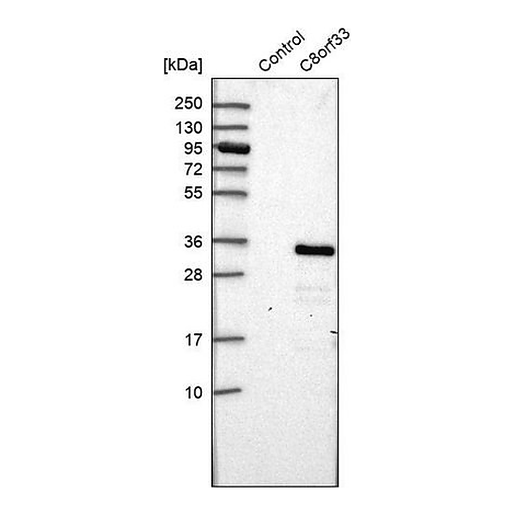 Merck Anti-C8orf33 antibody produced in rabbit