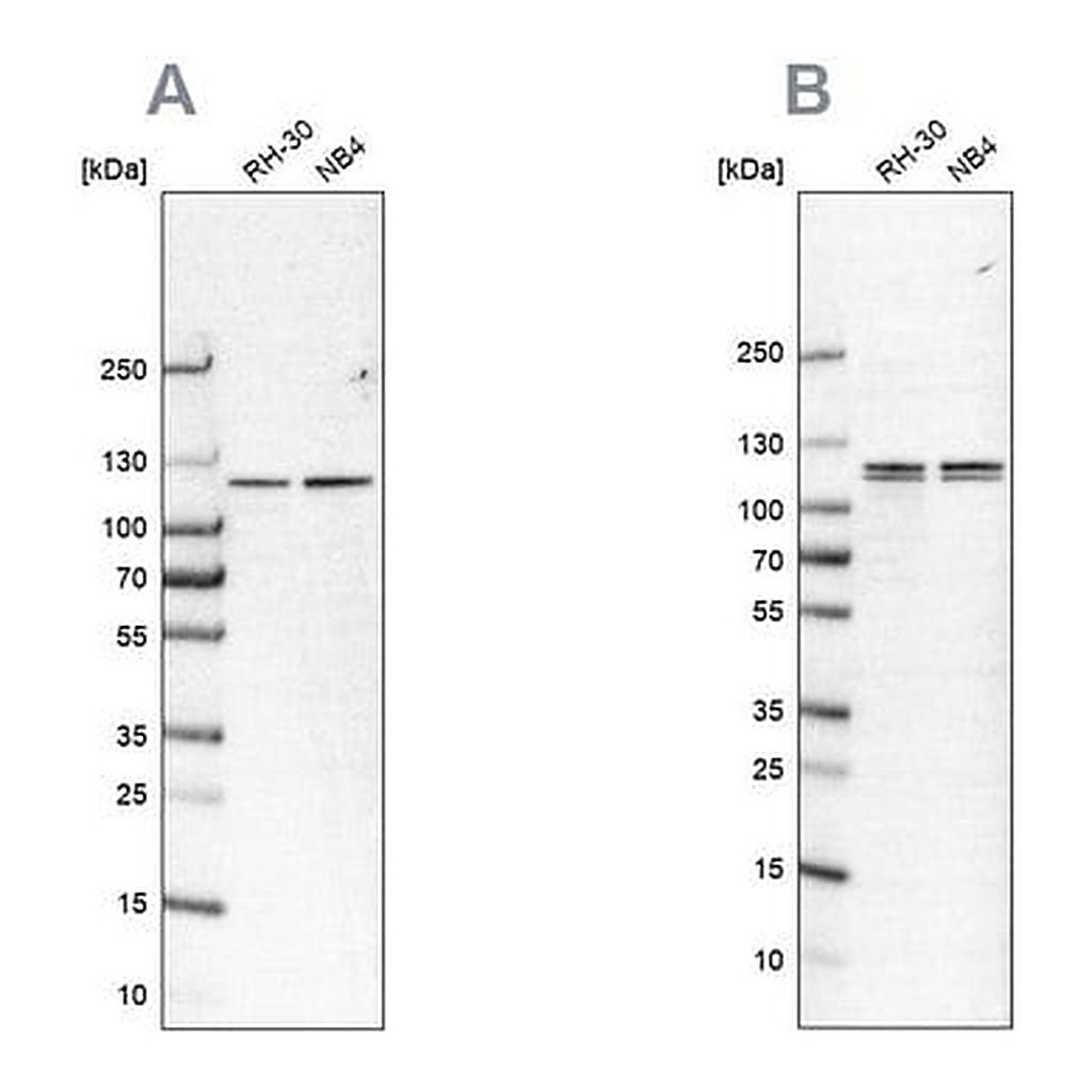 Merck Anti-CAPRIN1 antibody produced in rabbit
