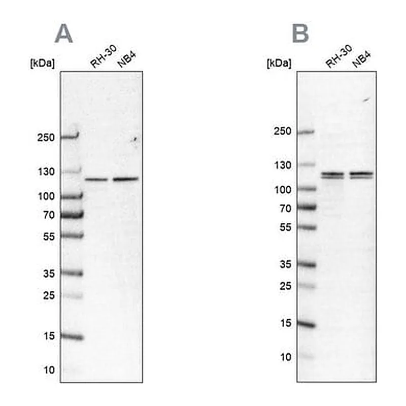 Merck Anti-CAPRIN1 antibody produced in rabbit