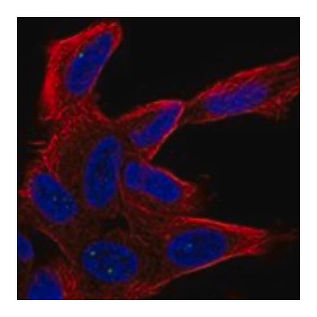 Merck Anti-UNC80 antibody produced in rabbit