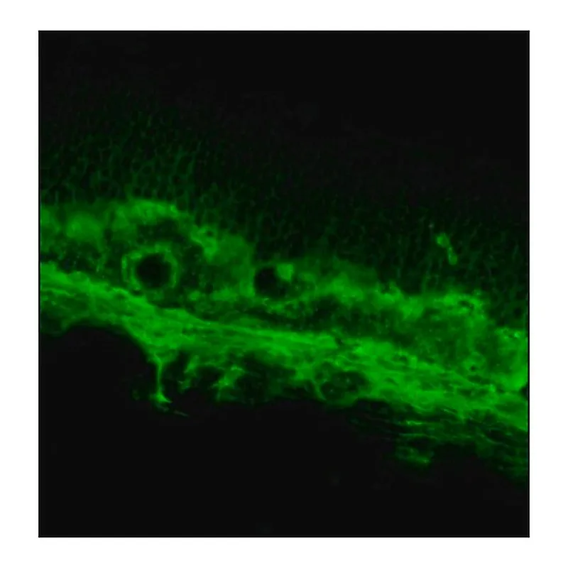 Merck Anti-Opsin antibody, Mouse monoclonal
