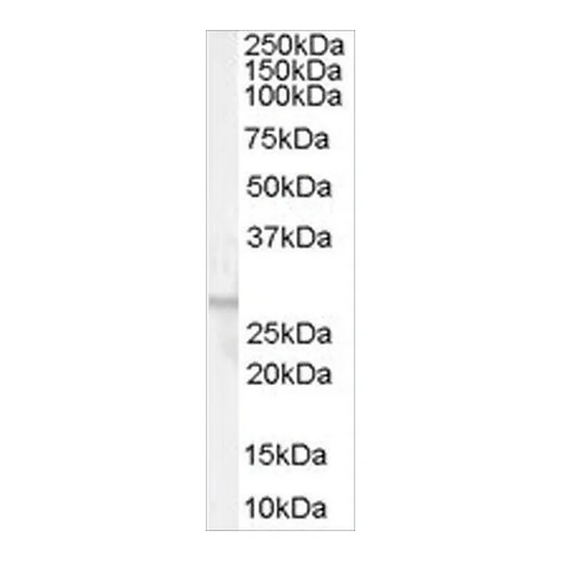 Merck Anti-GPR40 antibody produced in goat