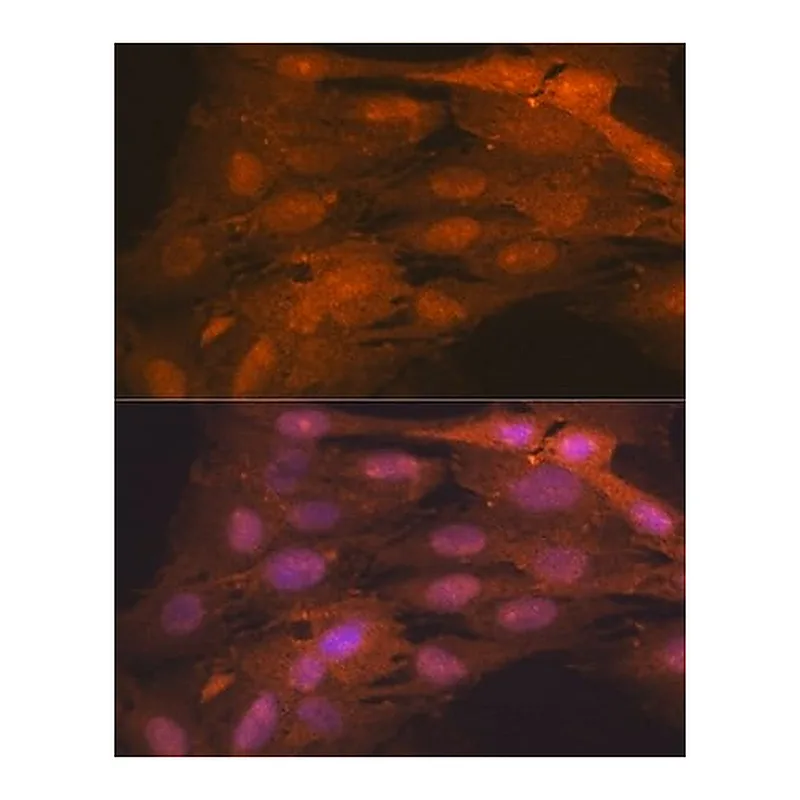 Merck Anti-ISG15 antibody produced in rabbit