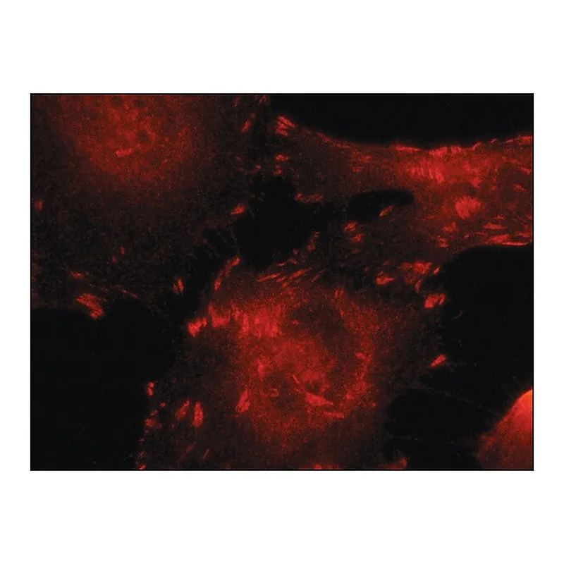 Merck Anti-Talin antibody,Mouse monoclonal