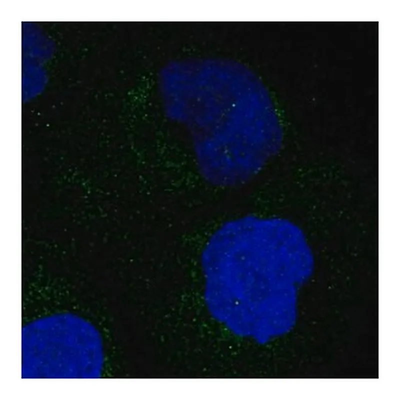 Merck ANTI-MARC1