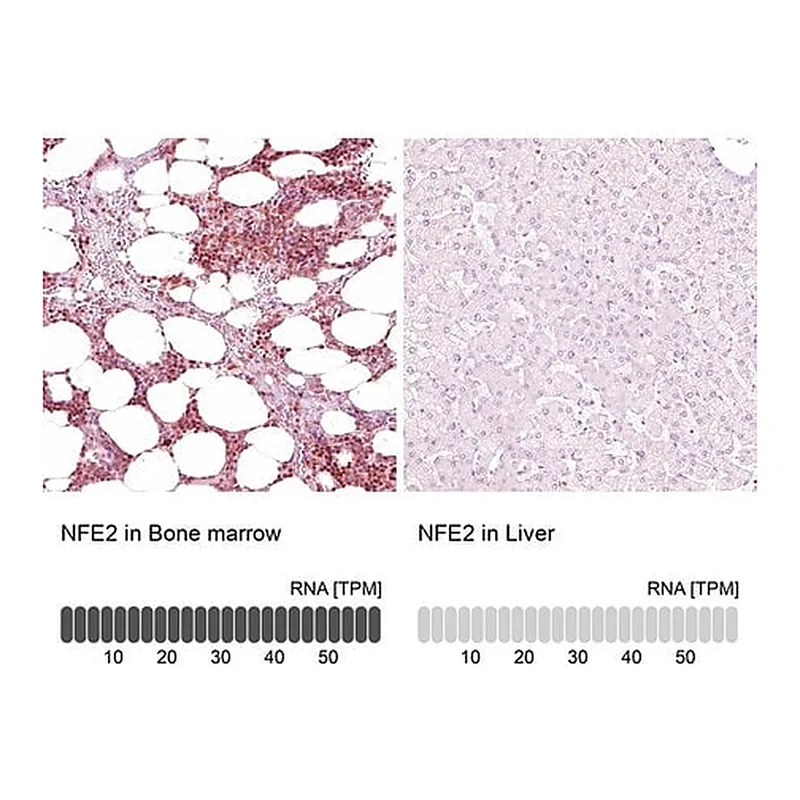 Merck Anti-NFE2 antibody produced in rabbit