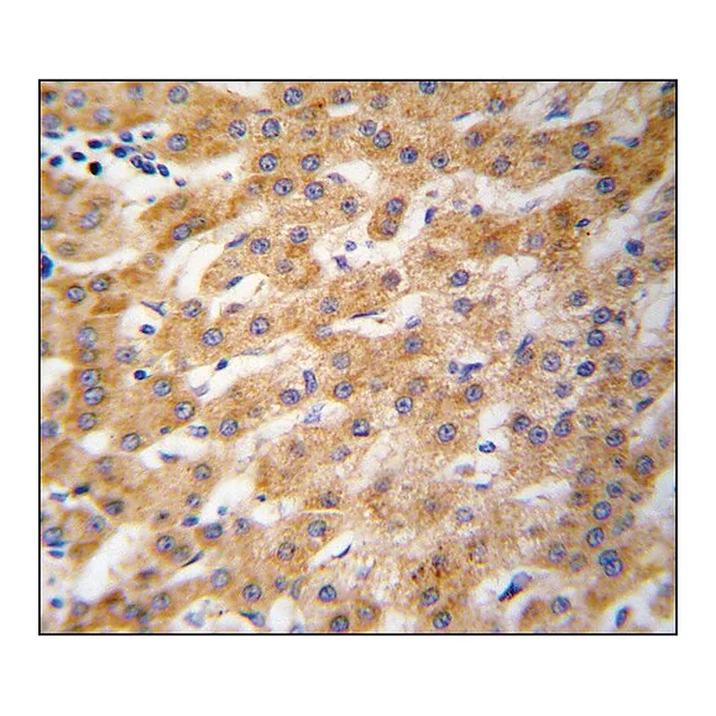 Merck Anti-ARMC6 (N-term) antibody produced in rabbit