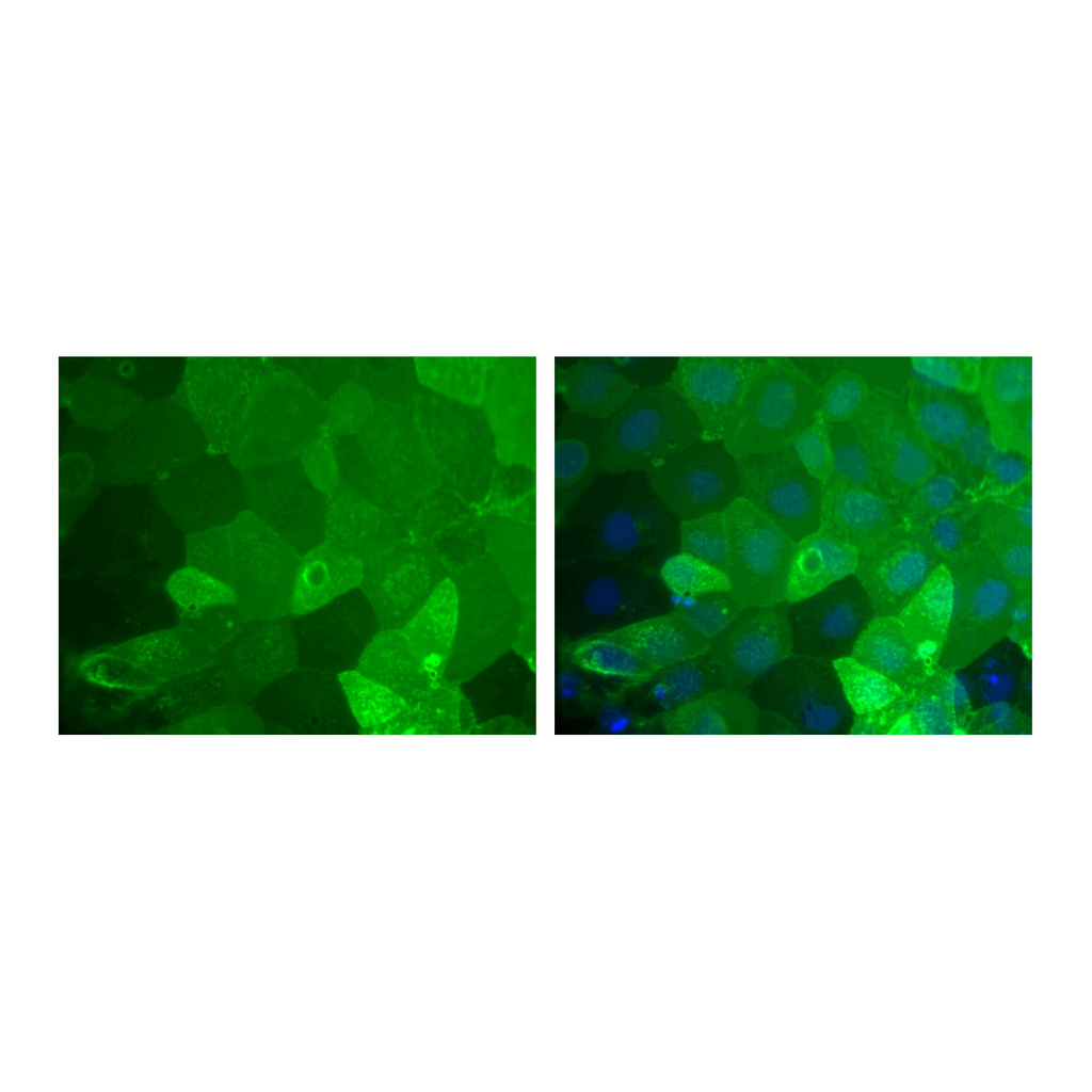 BD Alexa Fluor® 488 Mouse anti-Human TRA-1-81 Antigen