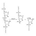 Merck RIBONUCLEASE T1 FROM ASPERGILLUS ORYZAE