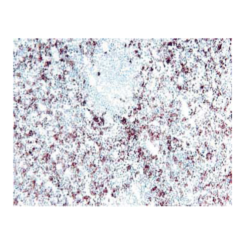 BD Purified Mouse Anti-Human CD16