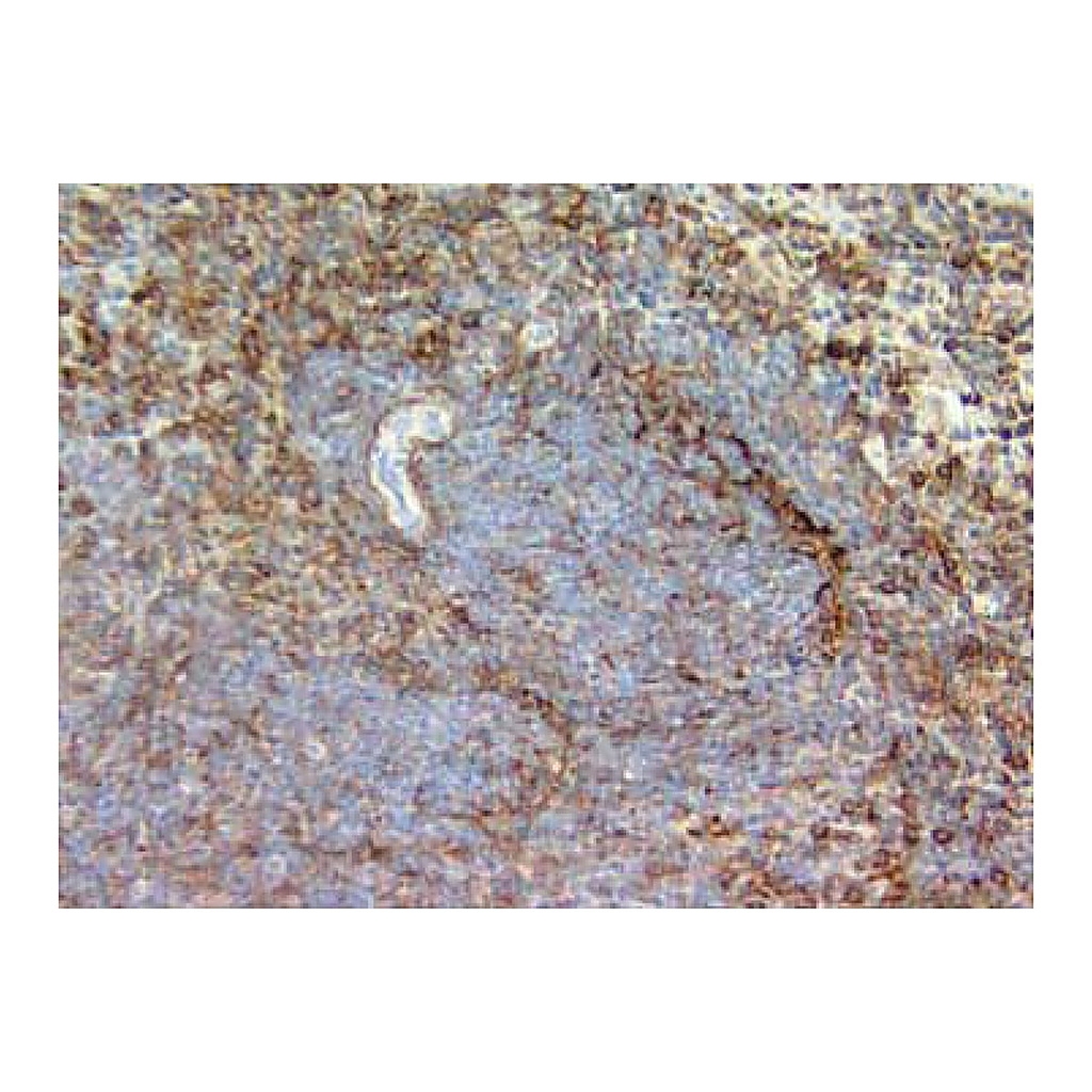 BD Purified Rat Anti-Mouse CD44