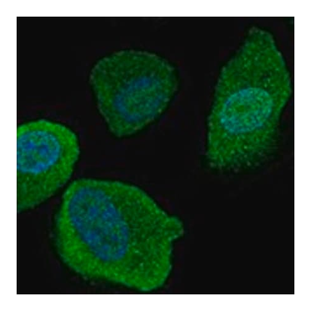 Merck Anti-SLCO4C1 antibody produced in rabbit