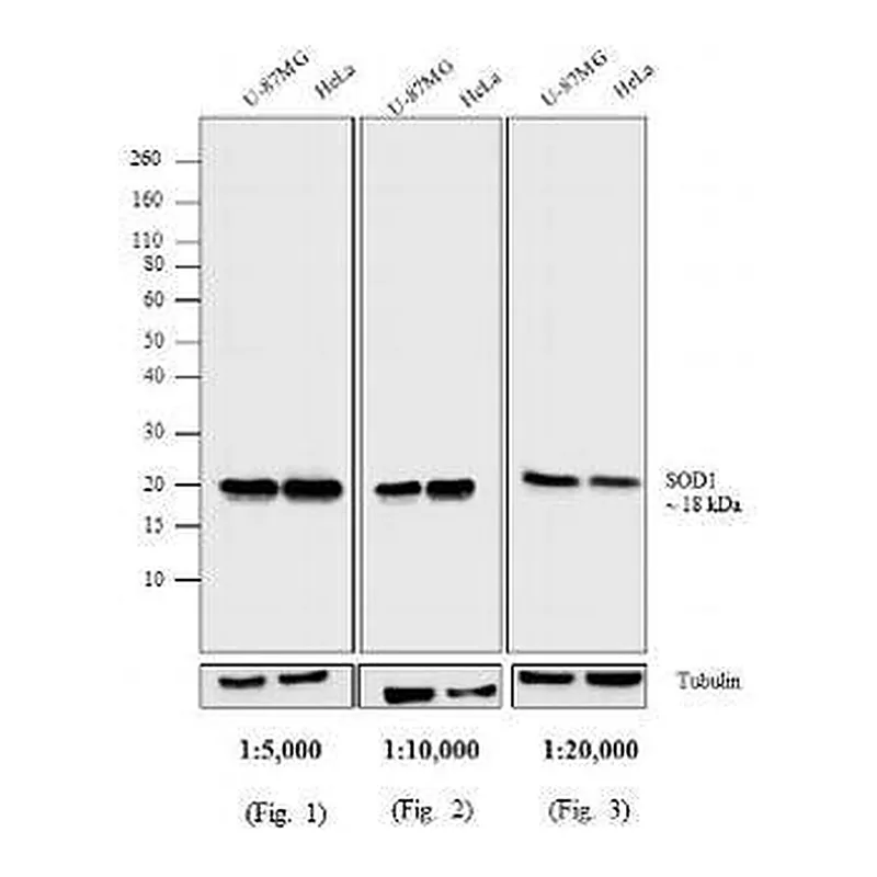 Thermo Fisher Scientific Rabbit anti-Mouse IgG (H+L) Secondary Antibody, AP