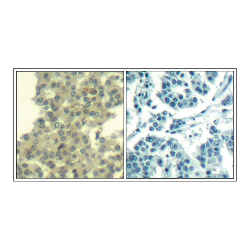Merck Anti-ERBB3 (Ab-1328) antibody produced in rabbit