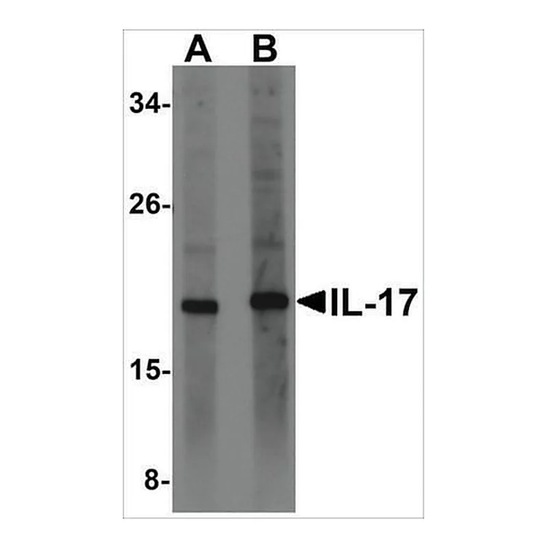 Merck Anti-IL-17 (ab1) antibody produced in rabbit