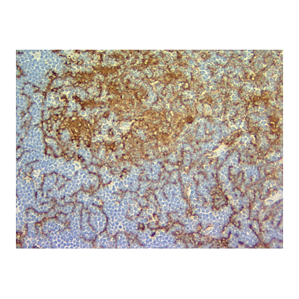 BD Biotin Mouse Anti-Mouse I-A[d]