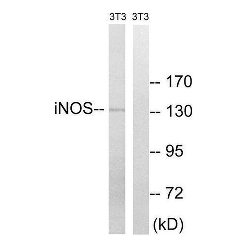 Merck Anti-INOS antibody produced in rabbit