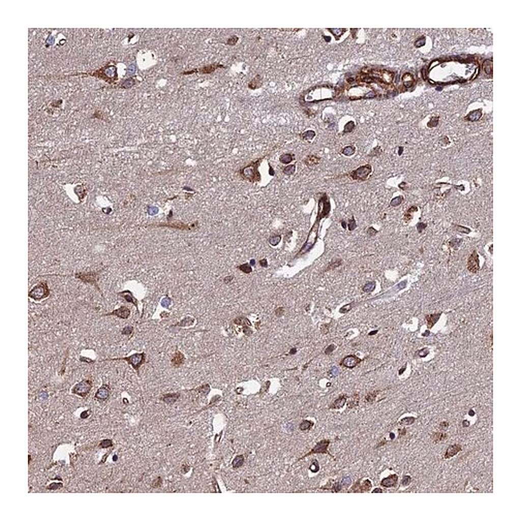 Merck Anti-CTDP1 antibody produced in rabbit
