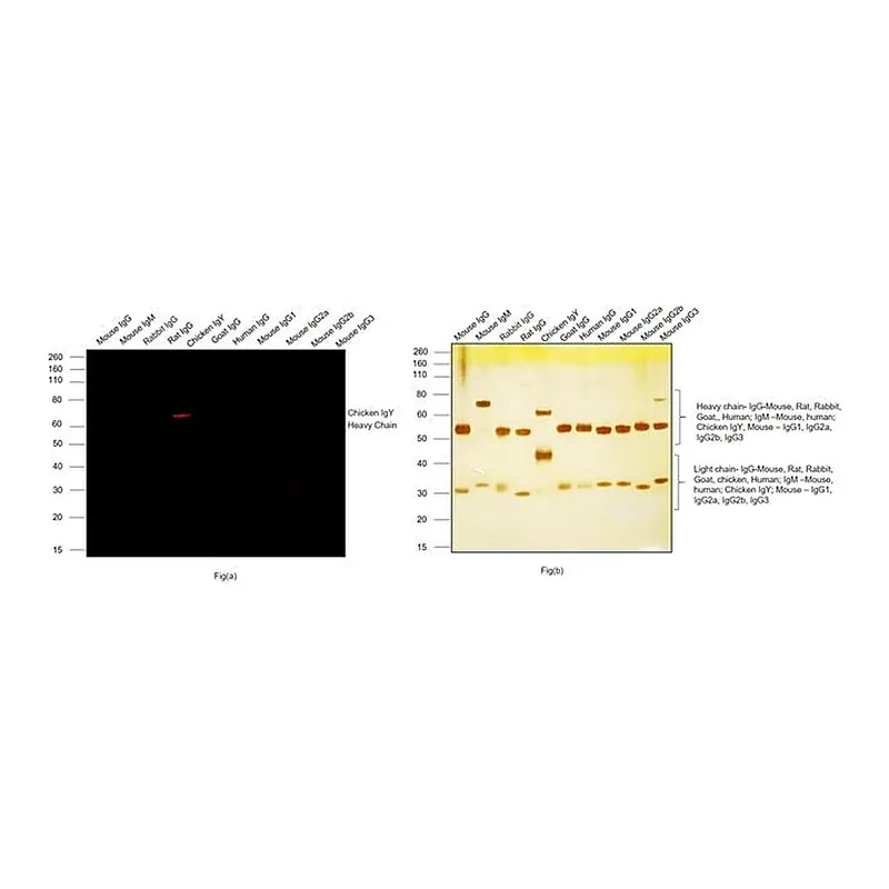 Thermo Fisher Scientific Goat anti-Chicken IgY (H+L) Cross-Adsorbed Secondary Antibody, Alexa Fluor Plus 594
