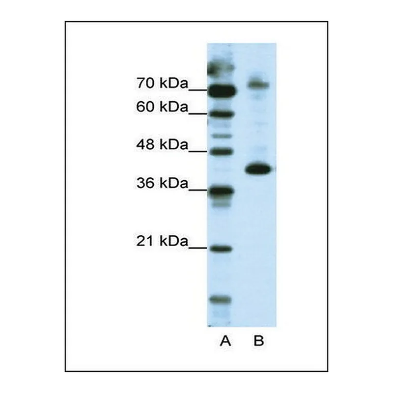 Merck Anti-NKRF antibody produced in rabbit