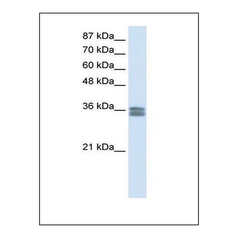 Merck Anti-CACNG4 antibody produced in rabbit