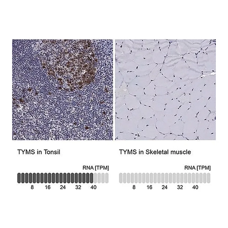 Merck Anti-TYMS antibody produced in rabbit