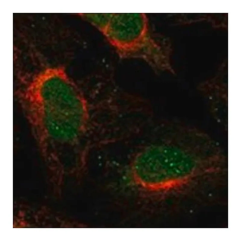 Merck Anti-SFMBT2 antibody produced in rabbit